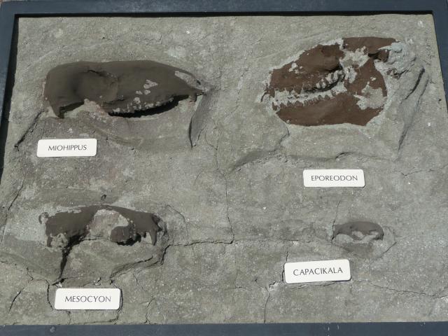 Rock Type Information